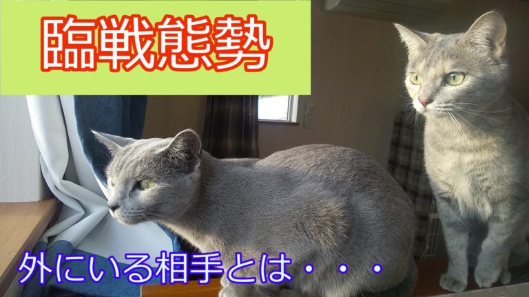 3/11 最新動画